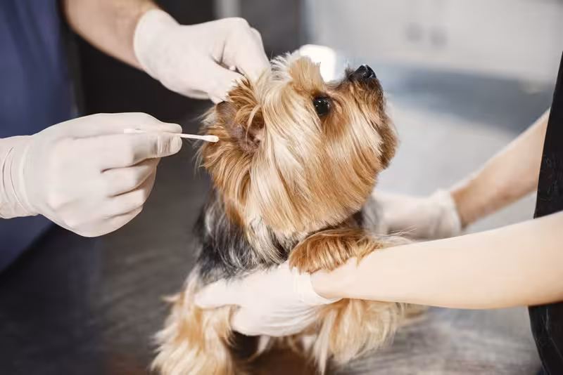 Ear care for Useful Checks Before You Leave Home on Appointment Day - Best Way To Make Your Way To Ealing: Private Microsuct...